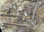 x Edmontosaurus (Hadrosaur) Bones In Rock - Wyoming #56763-2